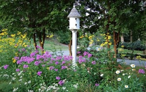 Bird Garden